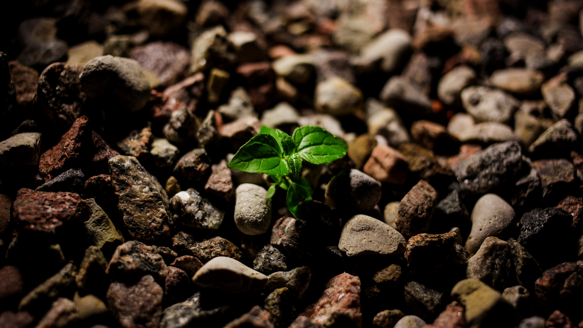 Alla scoperta di Growth Coaching Program: l’intervista al suo ideatore